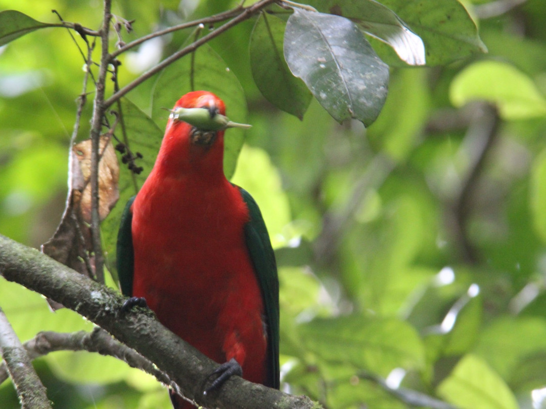 Daintree Mangroves Wildlife Sanctuary