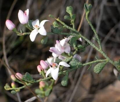Pilchers Bridge Flora and Fauna Reserve-Harcourt North必去景点