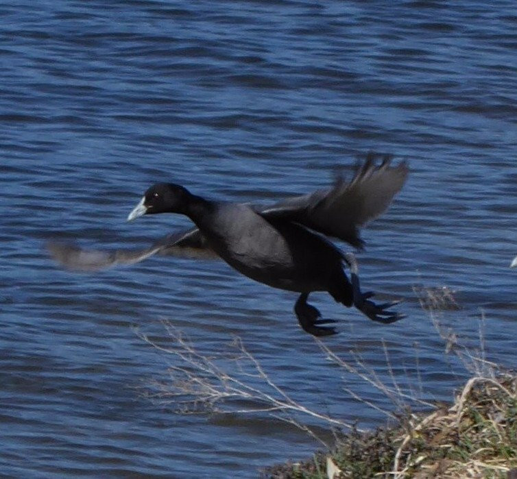 Lake Wallace-Wallerawang必去景点