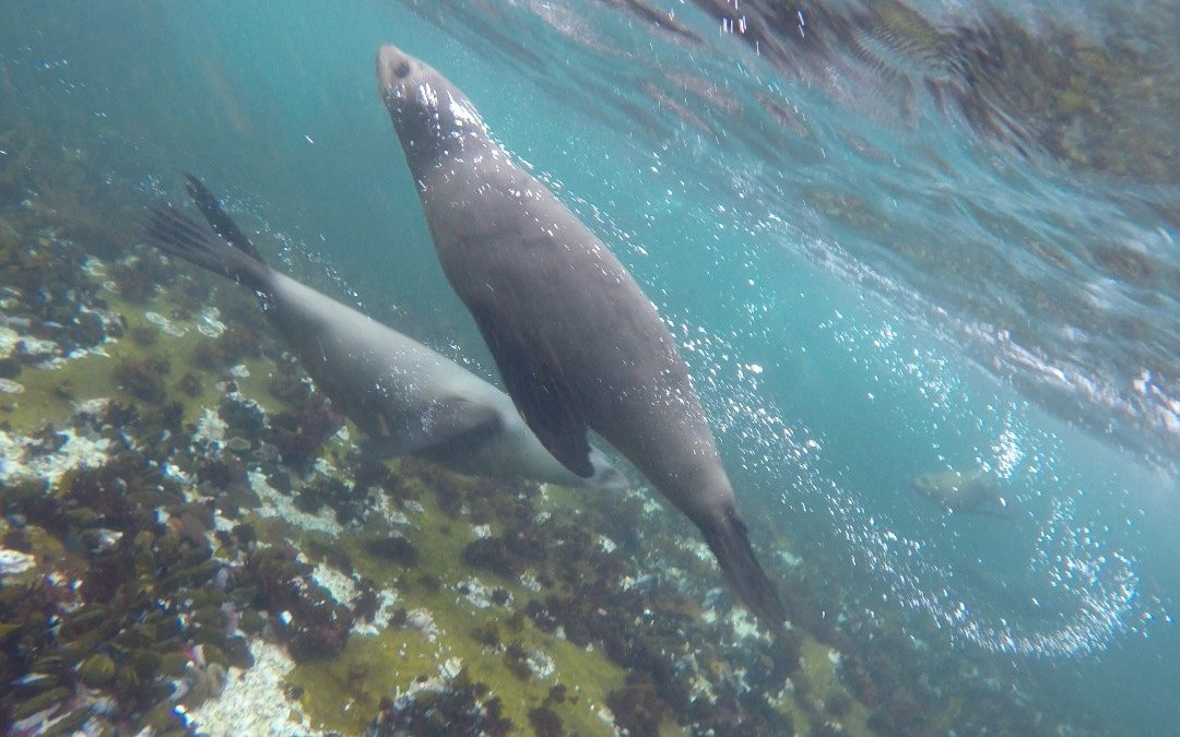 Animal Ocean Seal Snorkeling景点图片