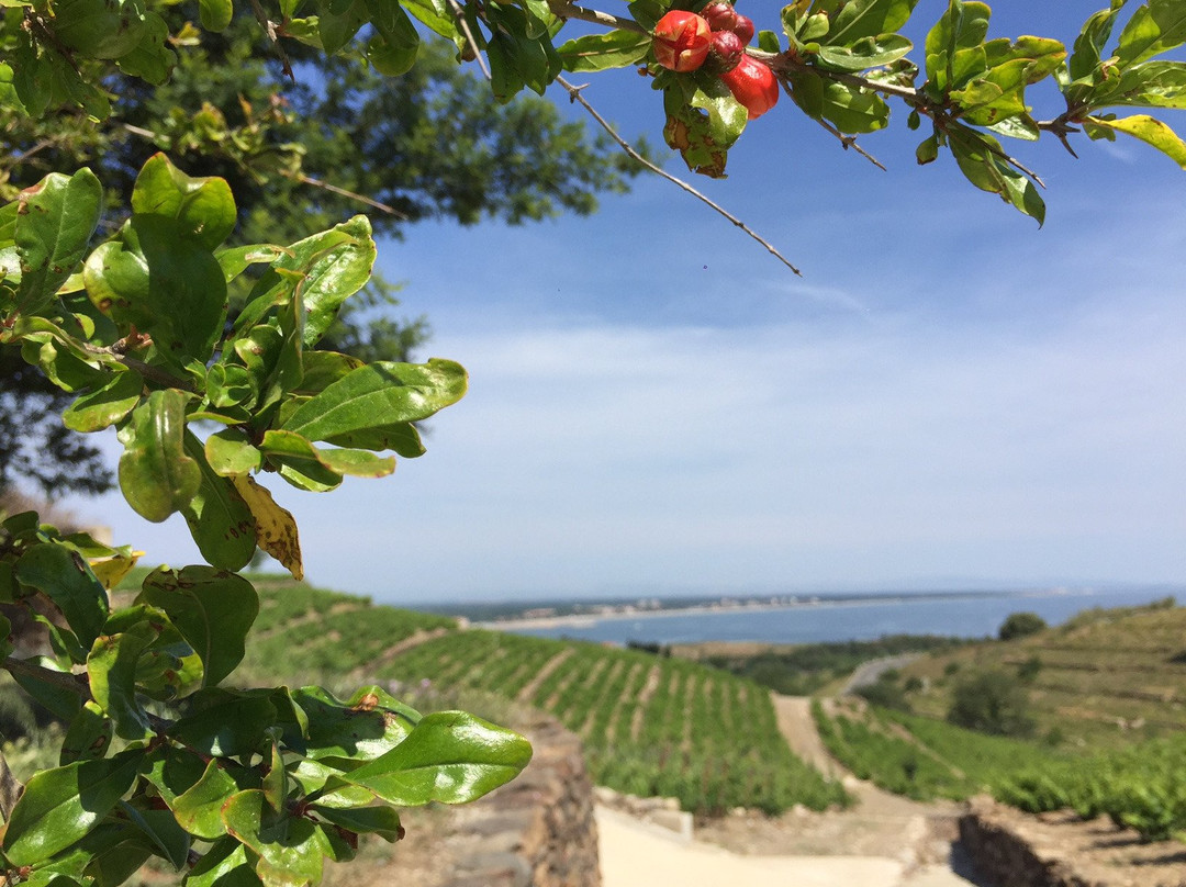 Domaine La Tour Vieille-科利乌尔必去景点