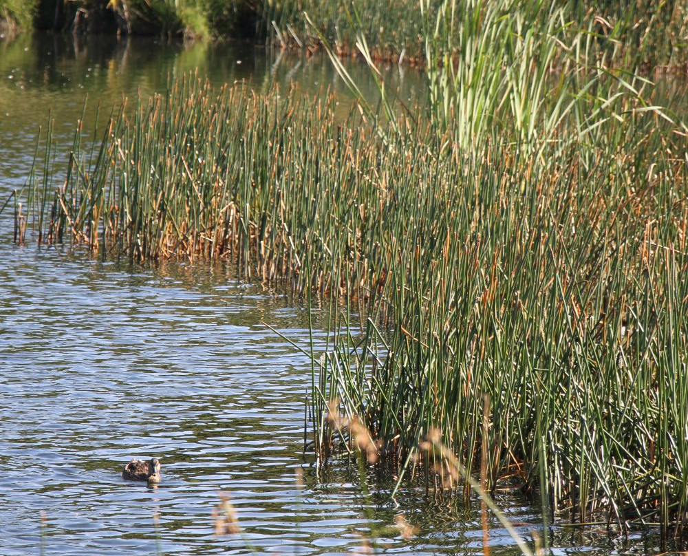 Barrett Domain Walkway-新普利默斯必去景点