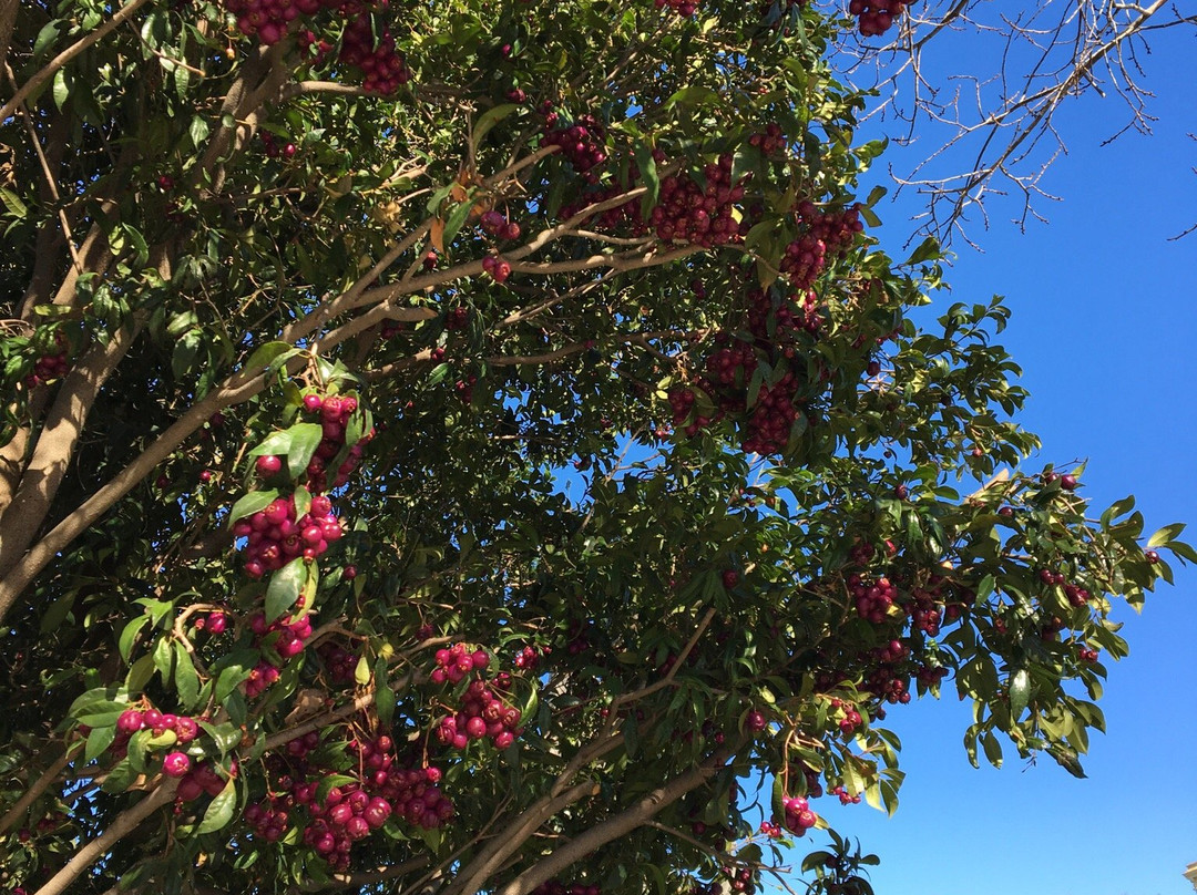 St Mary of the Angels-季隆必去景点