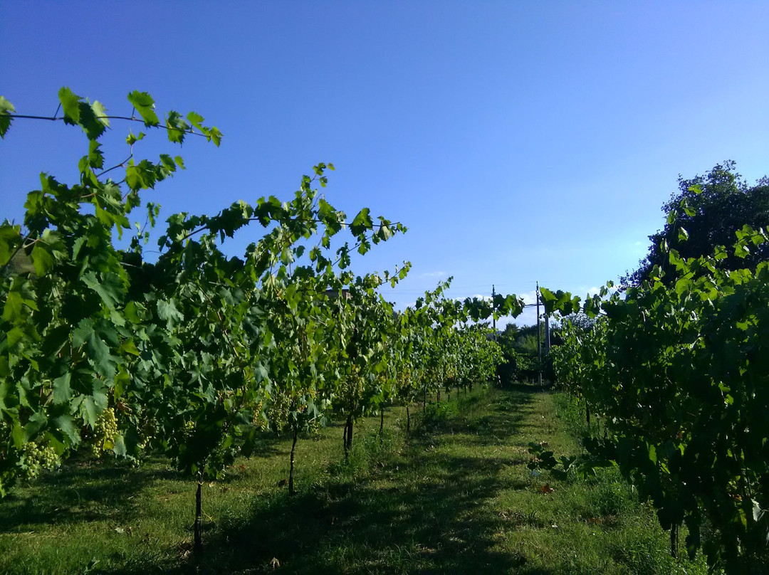 Casa Vinicola Geminiani景点图片