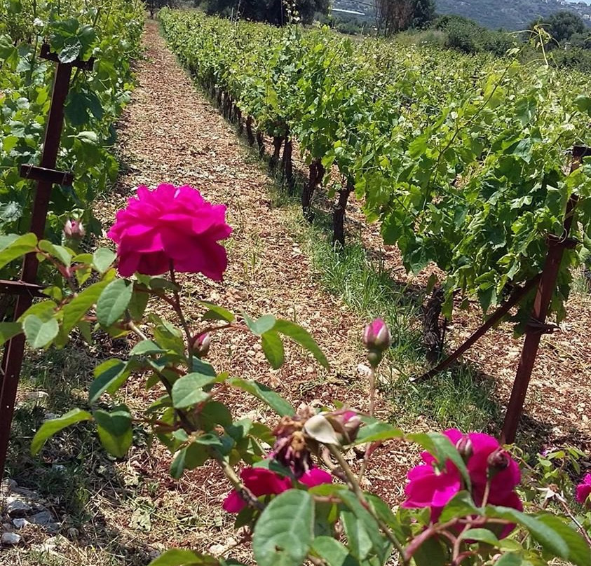 Kaminarata旅游景点-Domaine Foivos