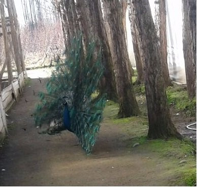 Arca del Pequen Granja Educativa Copequen-Copequen必去景点