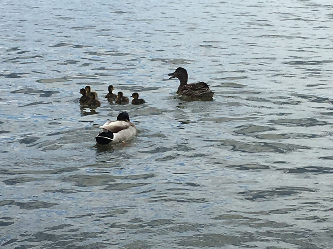 Lake Goodwin Community Park-Stanwood必去景点