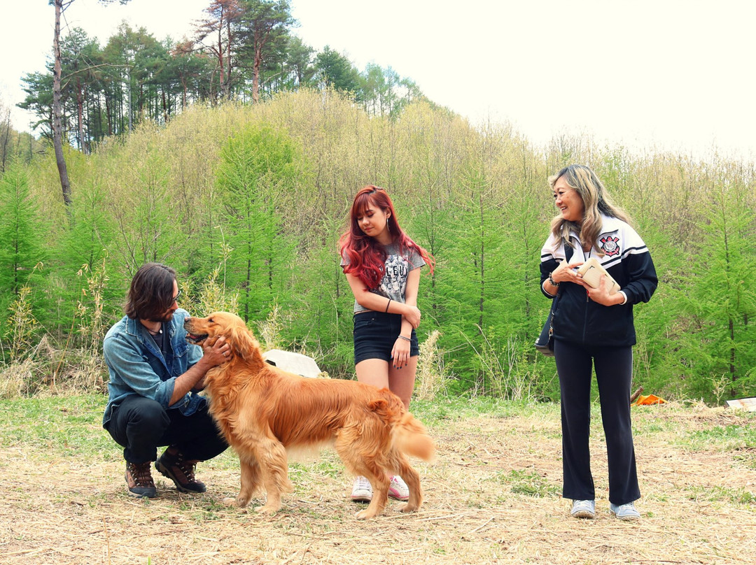 Yatsugatake Dog Farm-南牧村必去景点