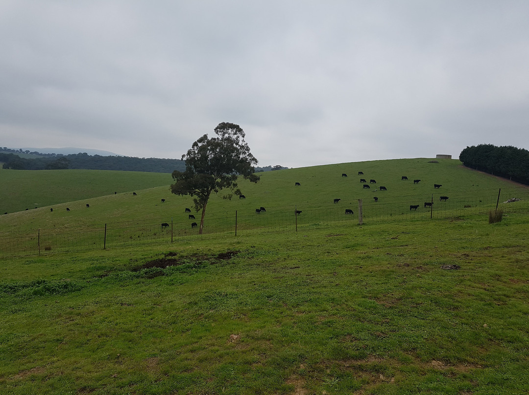 Shaws Road Winery-Arthurs Creek必去景点