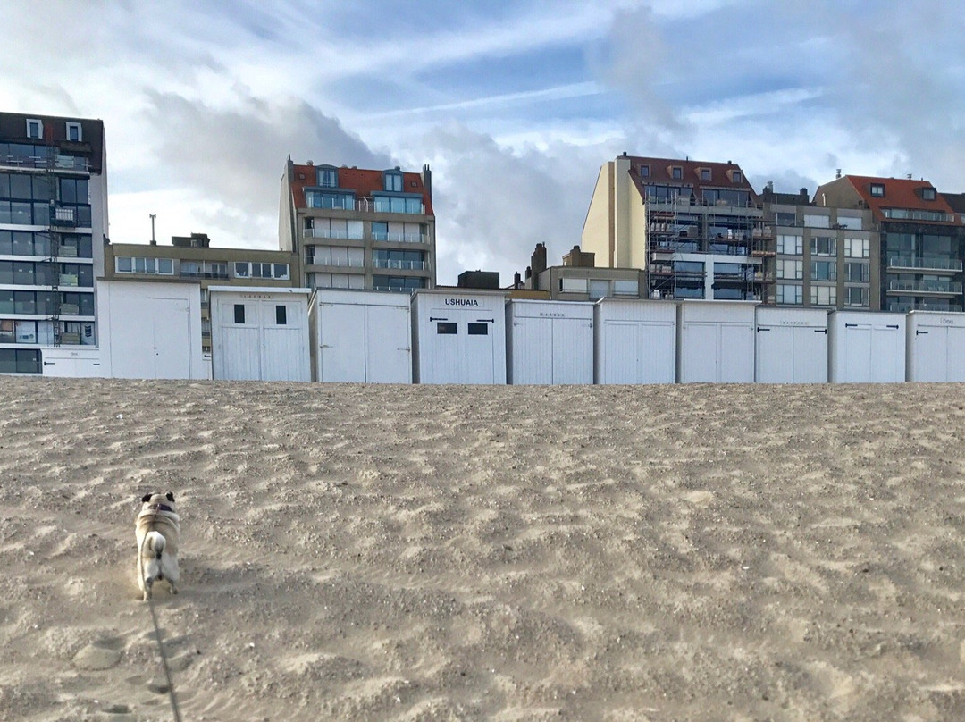 Knokke Boat Duinbergen景点图片