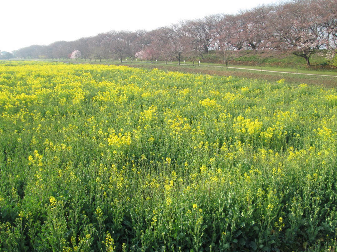Satte Cherry Blossom Matsui-幸手市必去景点