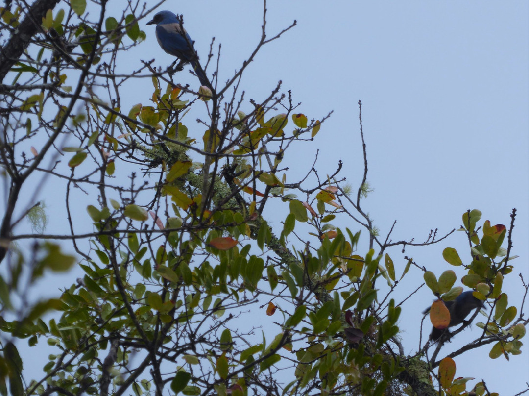 Pine Forest Park-Eustis必去景点