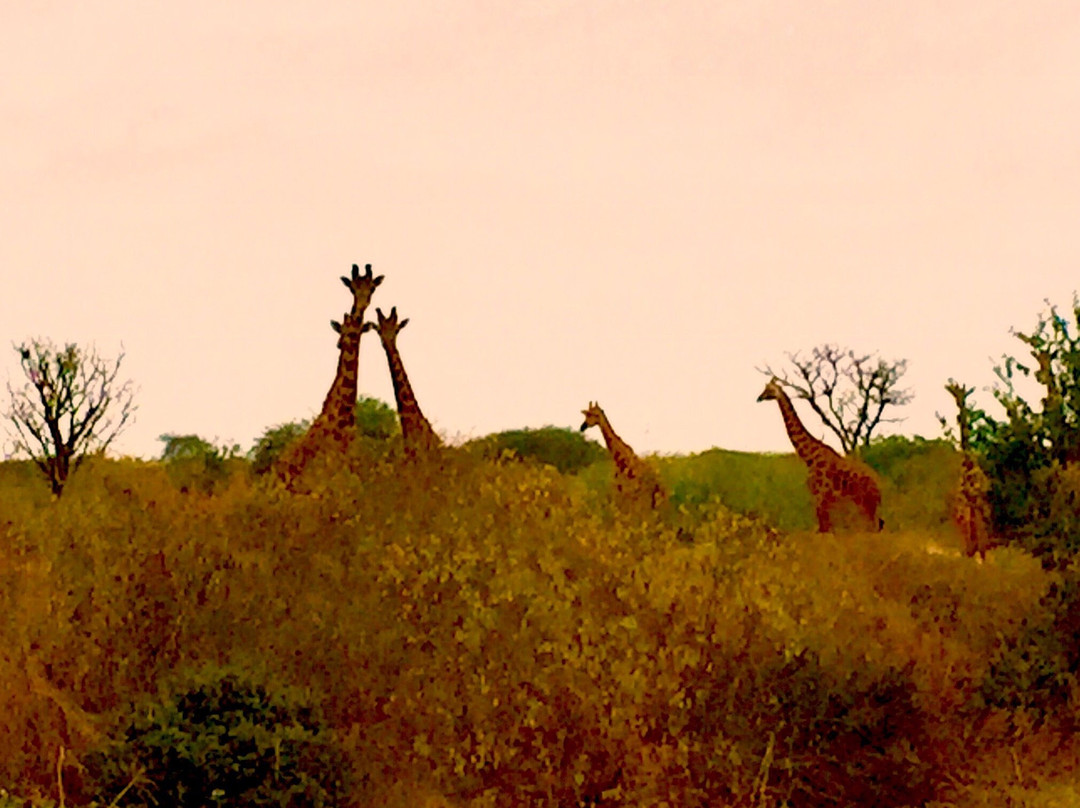 Kenya Safari Explorer-马林地必去景点