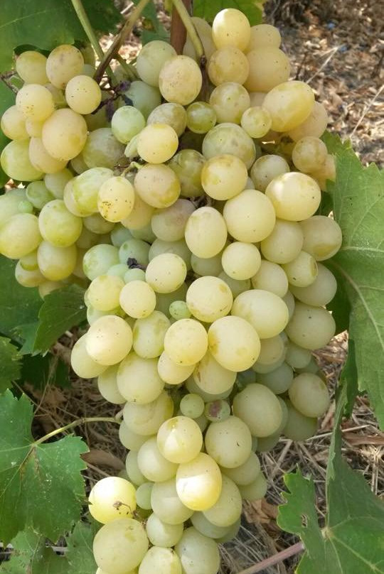 Azienda Agricola Malaguti景点图片