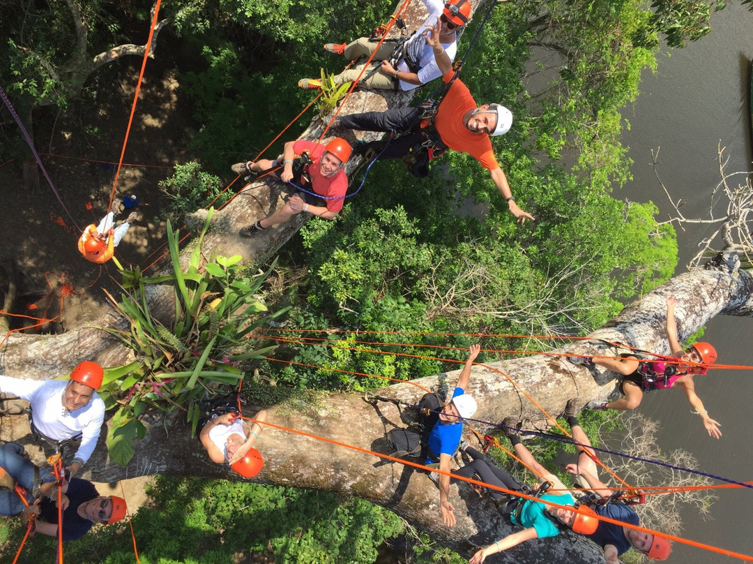 Amazon Tree Climbing景点图片