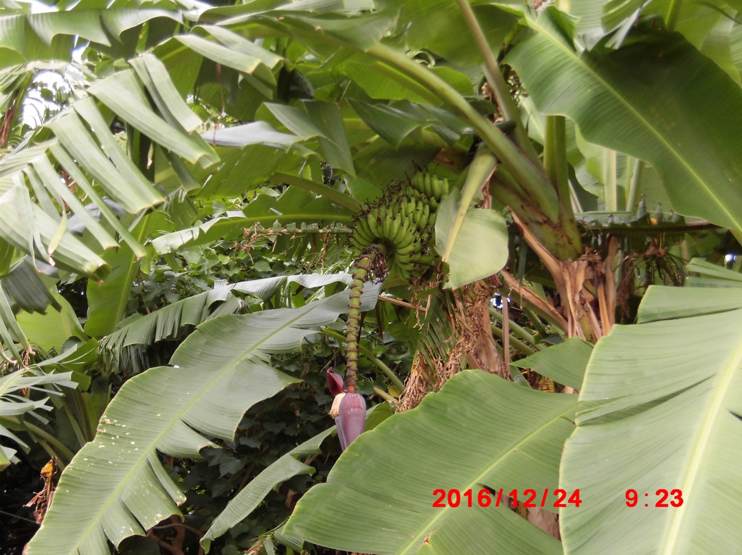 Minshuku Achan主图