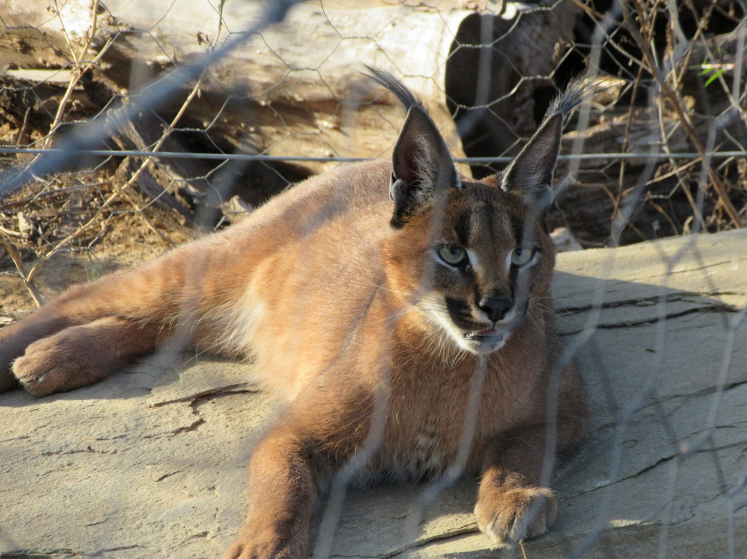 Cat Conservation Trust-Nxuba必去景点
