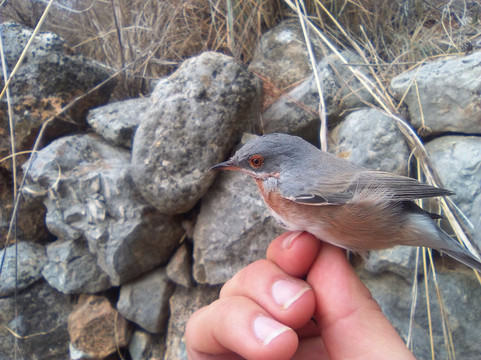 Birdwatching Spain-Grau de Gandia必去景点