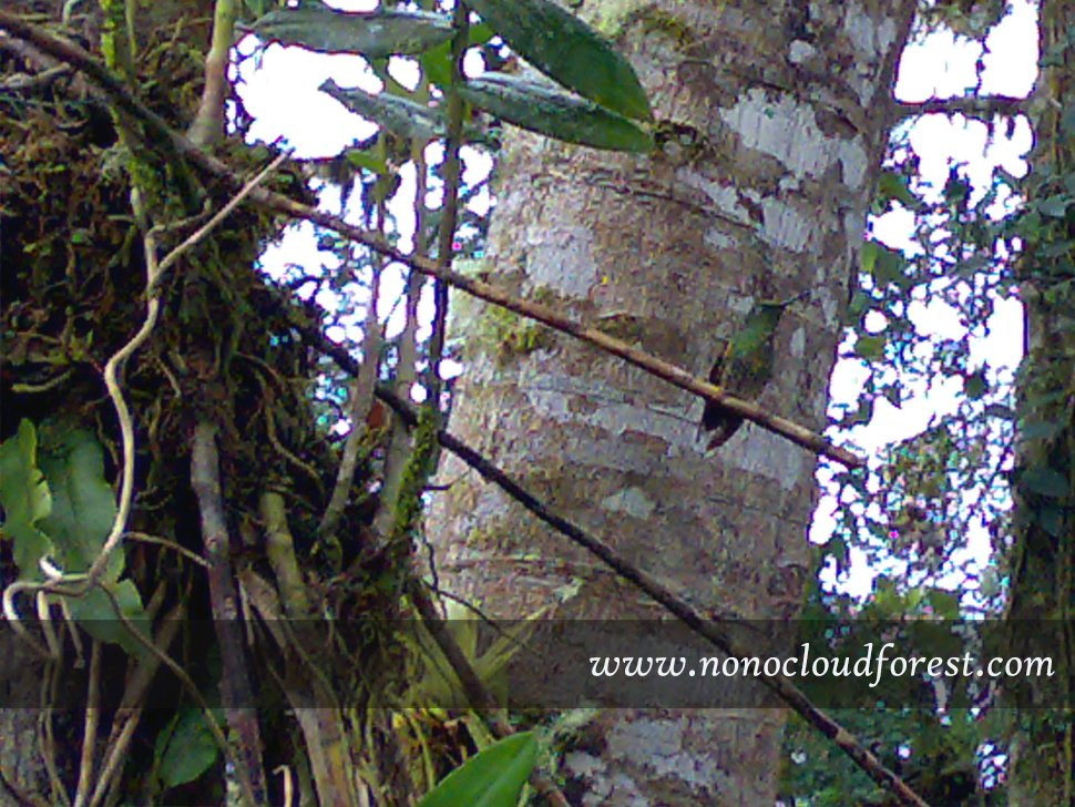 Nono Cloud Forest Day Tours-Nono必去景点