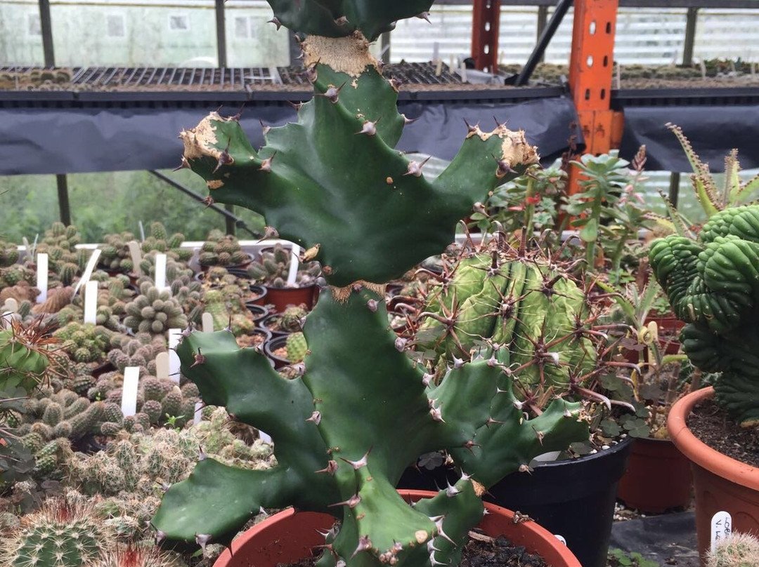 Cactus Shop-Winkleigh必去景点