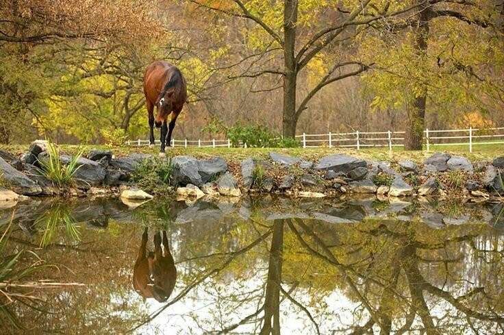 Charming Creek Farm景点图片
