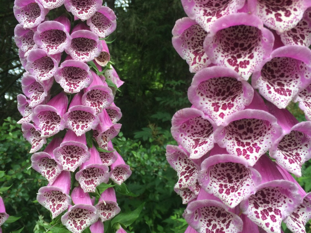 Jensen-Olson Arboretum-朱诺必去景点