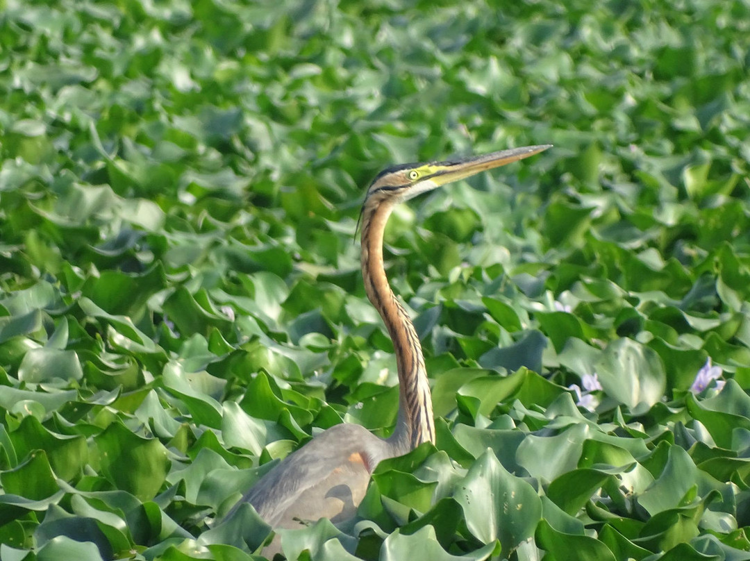 Nyara River-杰拉果德必去景点
