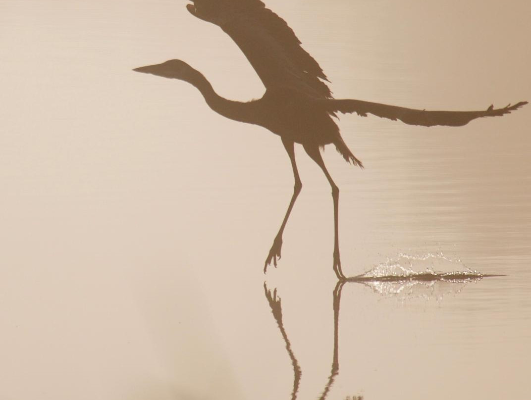 Indian River County wetlands-维罗海滩必去景点