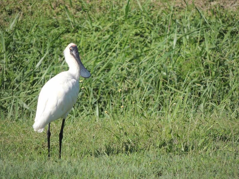 Botanic Gardens-汤斯维尔必去景点