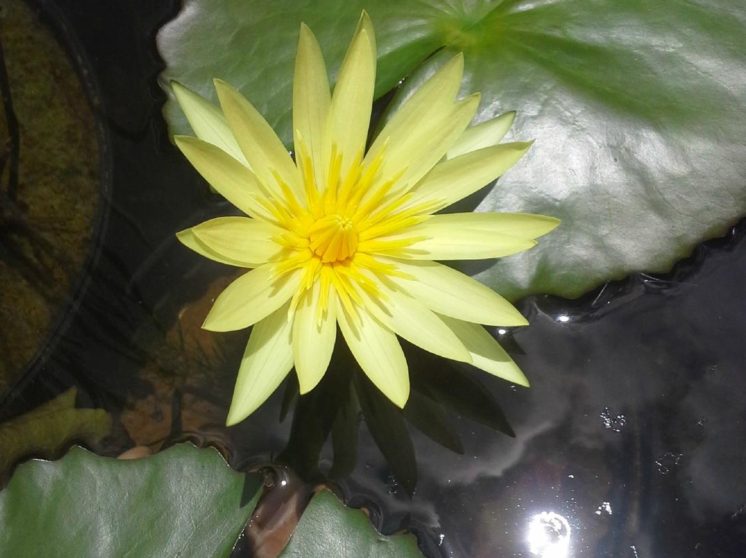 Garden Ponds Kauai-基拉韦厄必去景点