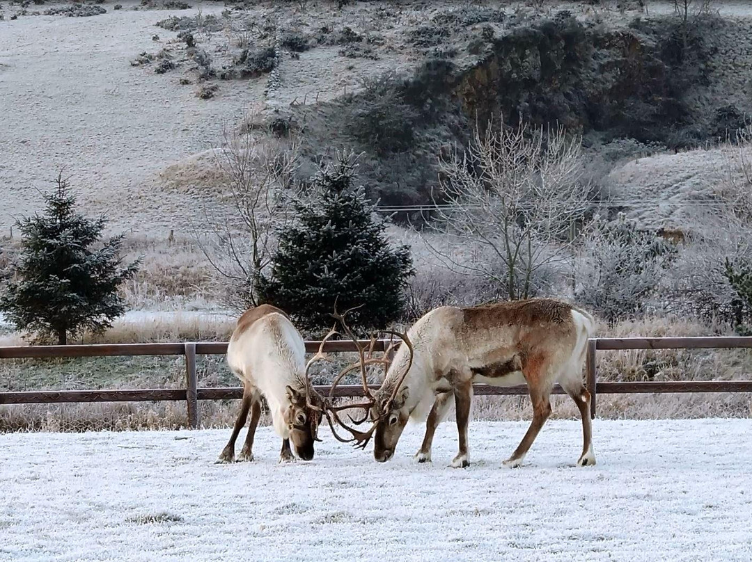 Ythanbank Reindeer-Ellon必去景点