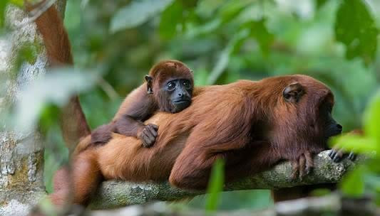 Amazon Paradise Ecolodge