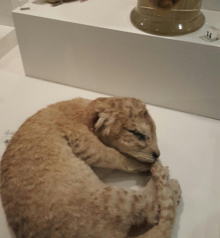 The Cole Museum of Zoology景点图片
