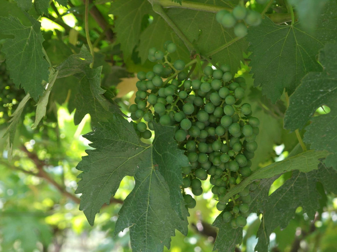 Maso Roveri-Avio必去景点