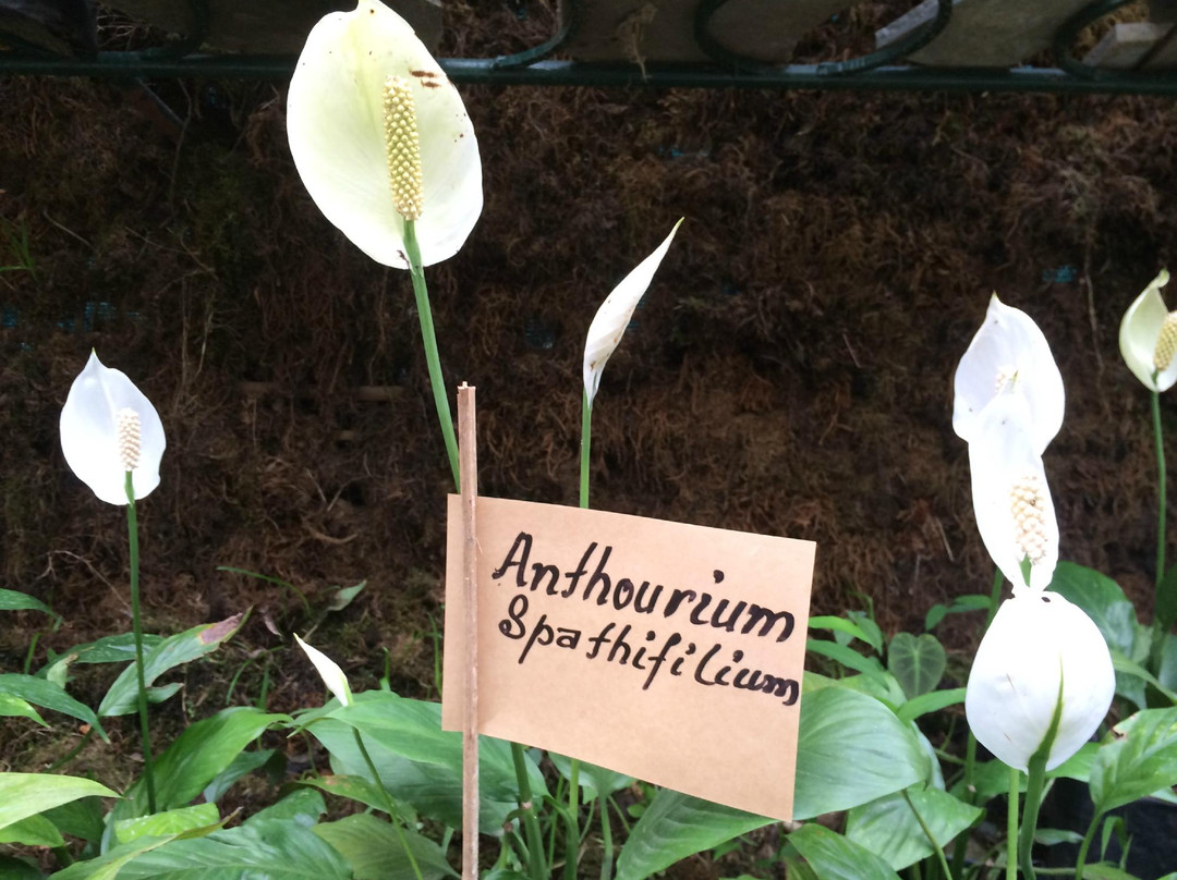 Deorali Orchid Sanctuary景点图片
