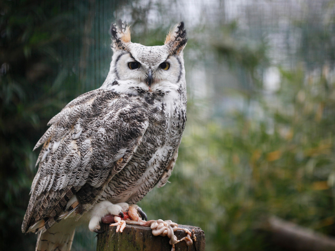 Amazona Zoo