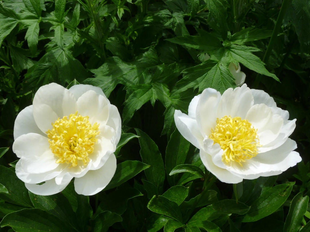 Botanische Tuin Dr. Costerus景点图片
