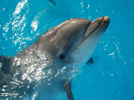 Novorossiysk Dolphinarium Sea Life-Novorossiysk必去景点