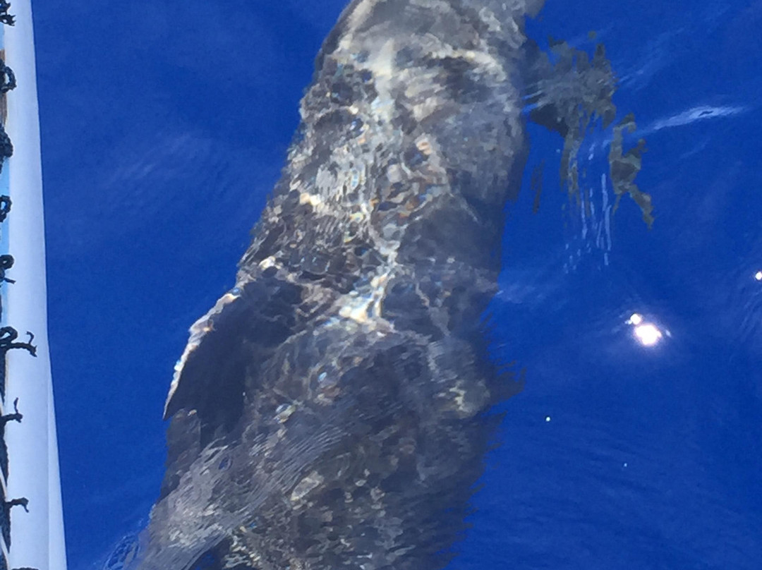 Aloha Blue Charters-玛阿拉也亚必去景点