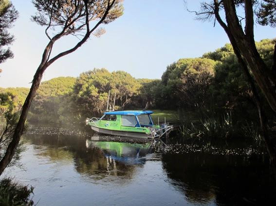 Aihe Wildlife Cruises & Water Taxi景点图片