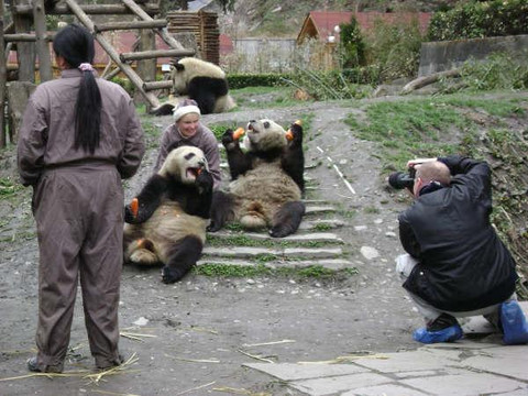 Panda Explore-成都必去景点