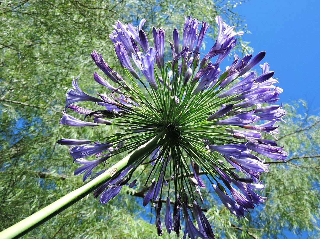 Cruzeiro do Sul旅游景点-Botanical Garden of Lajeado