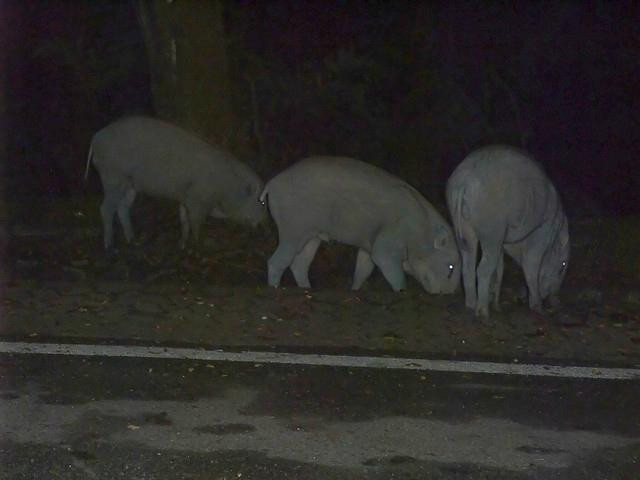 Taman TAR Wildlife Sanctuary-安邦必去景点