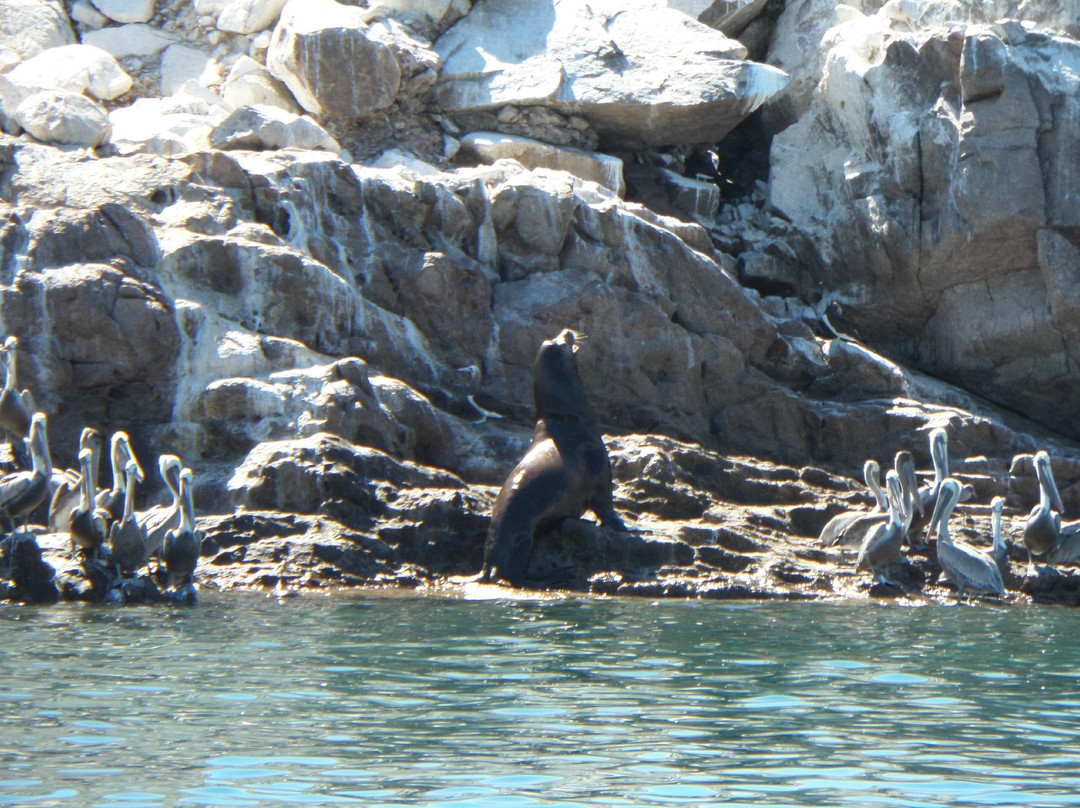 Isla San Jorge-佩纳斯科港必去景点