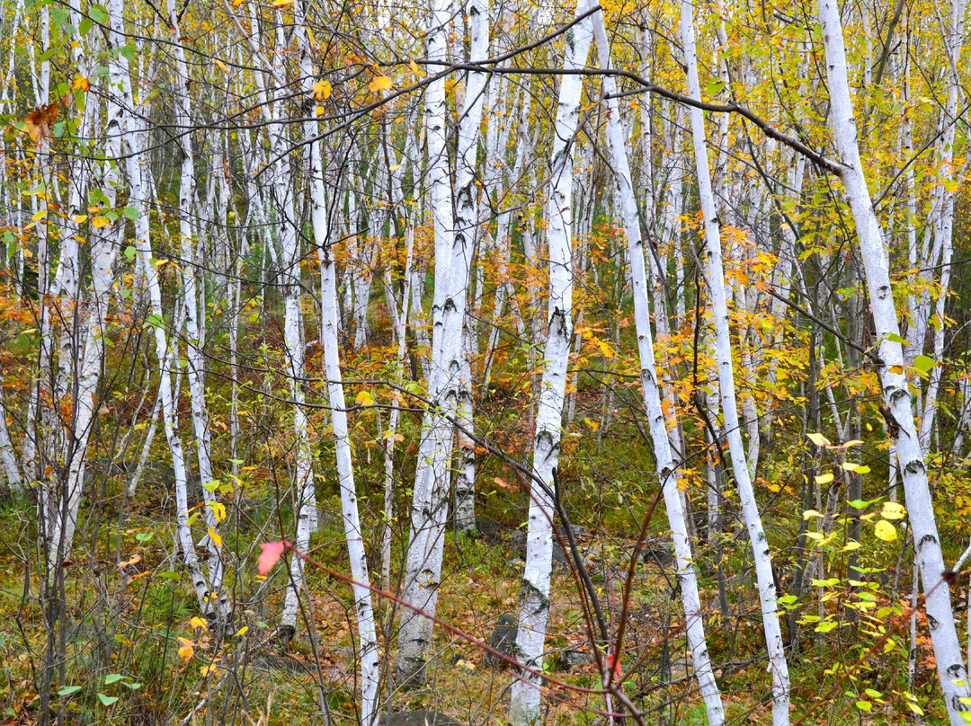 Rotary Park Lookout-Sudbury必去景点