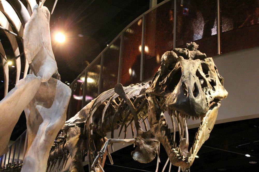 佩洛特自然科学博物馆-达拉斯必去景点