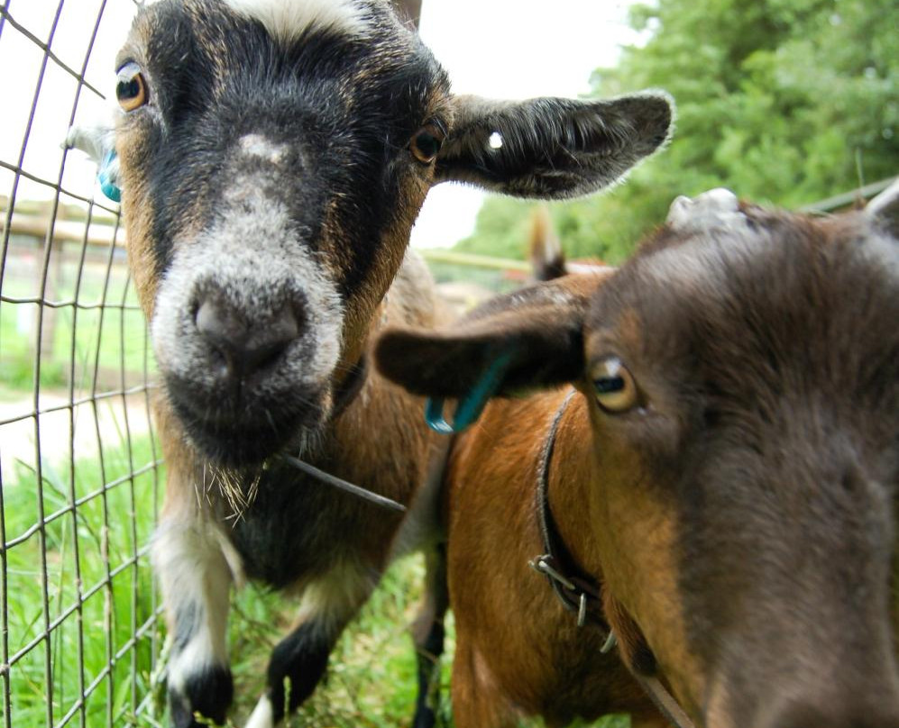 Acorn Farm-利物浦必去景点