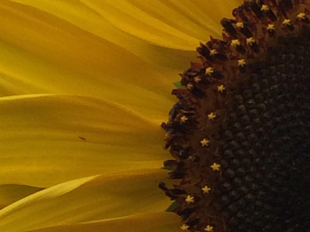 Wills Park-阿尔法利塔必去景点