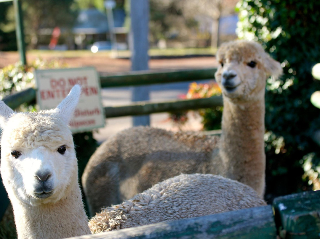 Australian Alpaca Centre景点图片