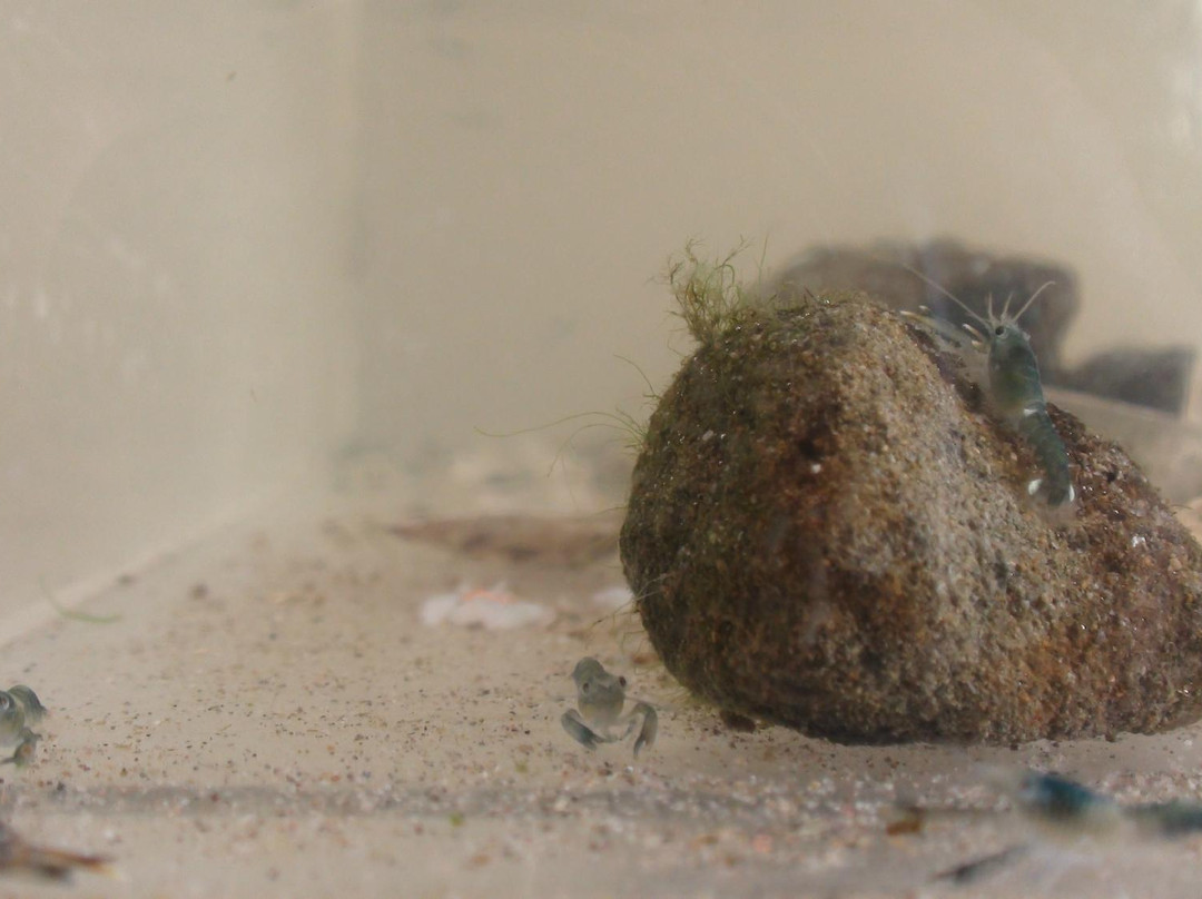 Homarus Centre-Pointe-du-Chene必去景点